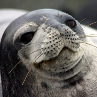 Chill.Seal